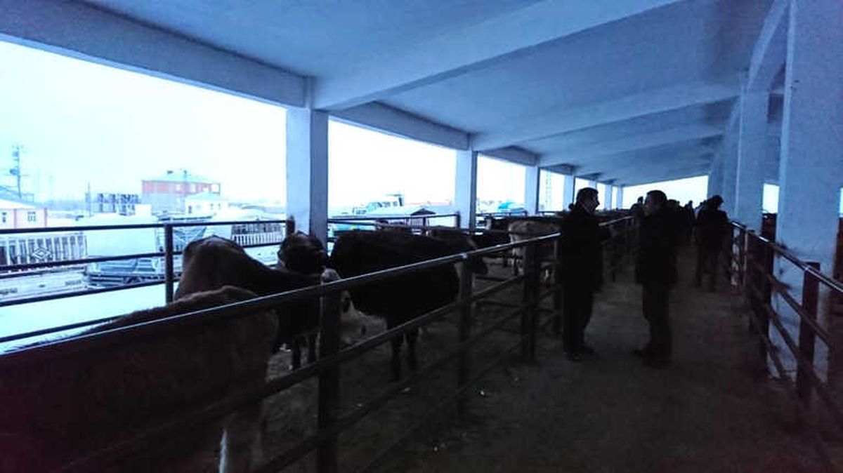 Bulanıklı Genç Çiftçilere Hayvan Dağıtımı