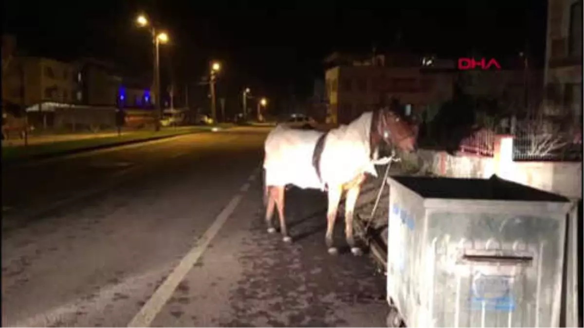 Bursa Boş Alana Salınan Atı, Donmaması İçin Naylona Sardılar