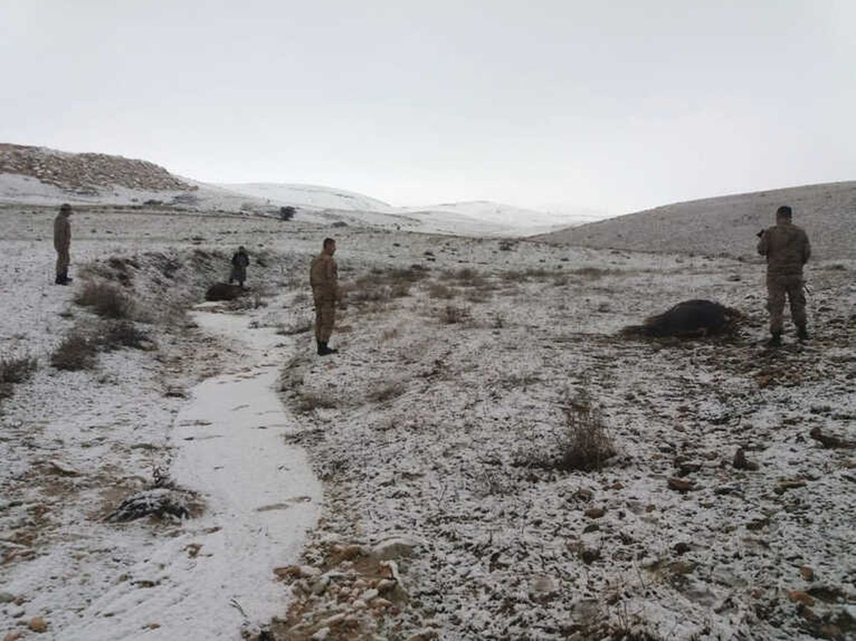 Elazığ\'da Kaybolan Danaları Jandarma Buldu