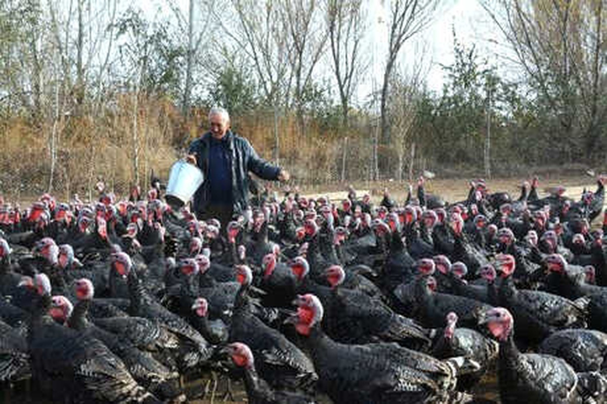 Emekli Öğretmen, Kurduğu Çiftlikte Organik Hindi Yetiştiriyor