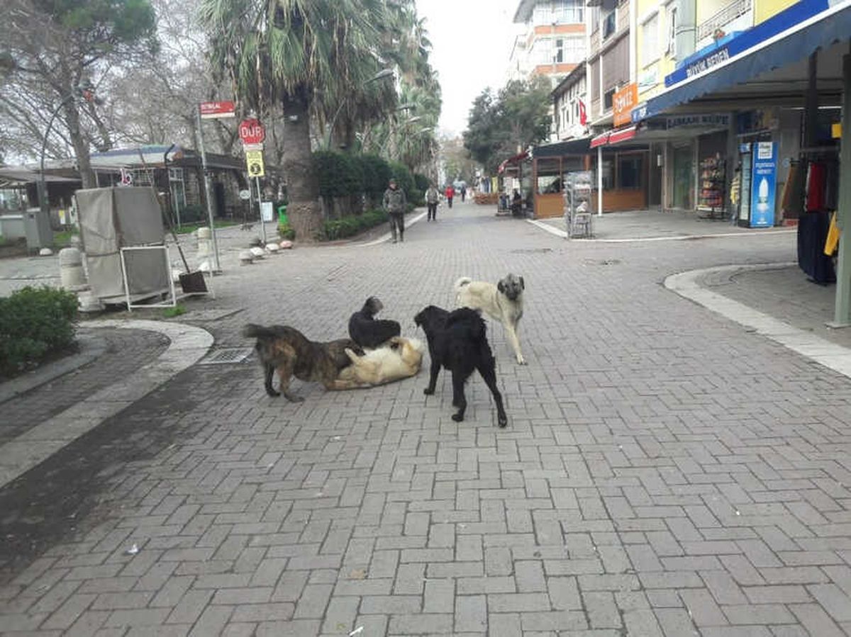 Erdek\'te Vatandaşlar Başı Boş Köpeklerden Tedirgin