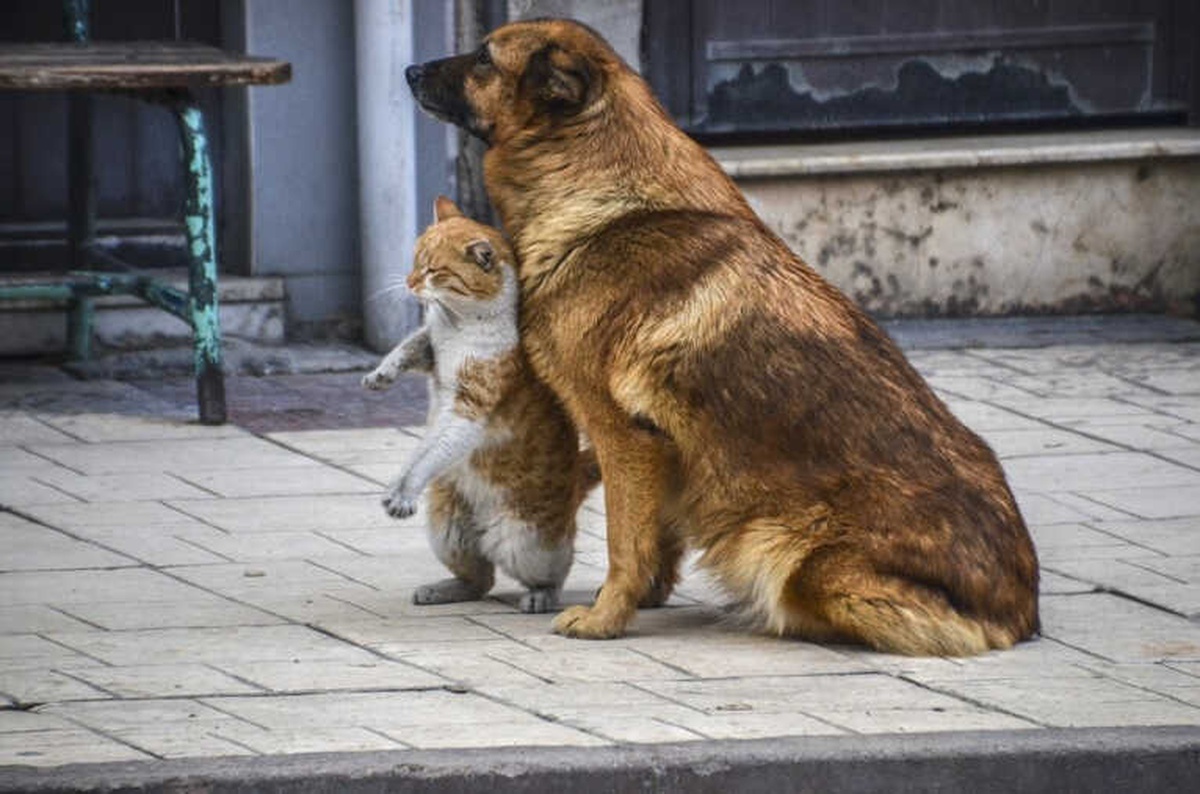 Kastamonu\'da Kedi ve Köpeğin Dostluğu Görenleri Şaşırttı