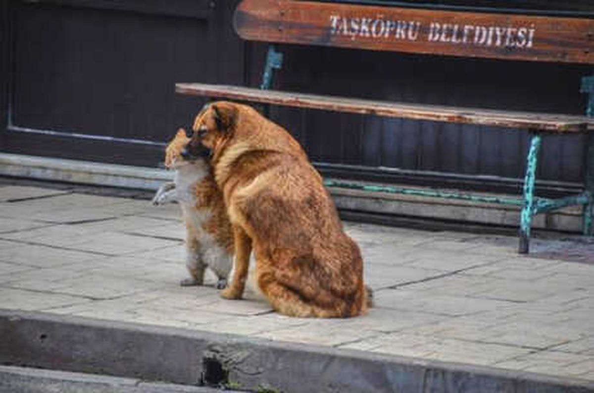 Kedi ve Köpeğin Dostluğu