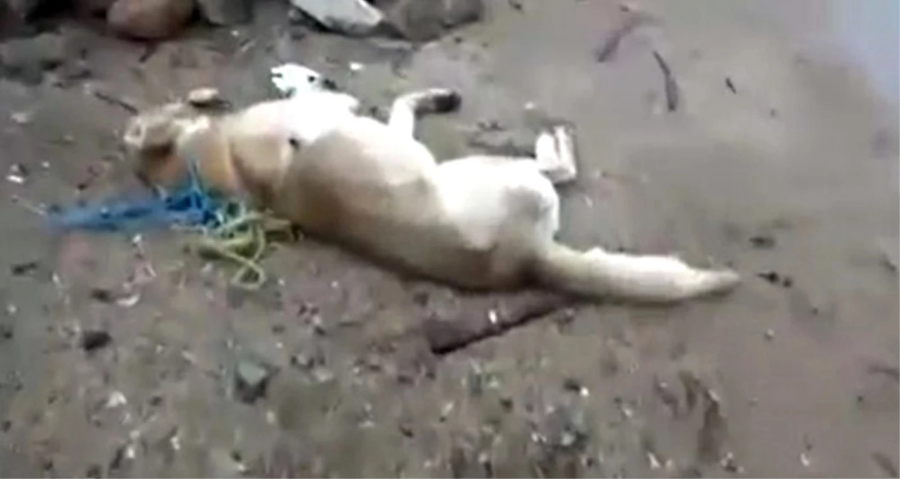 Kırıkkale\'de Köpeklerin Zehirli İğne ile Katledildiği İddiası Vatandaşları Ayağa Kaldırdı