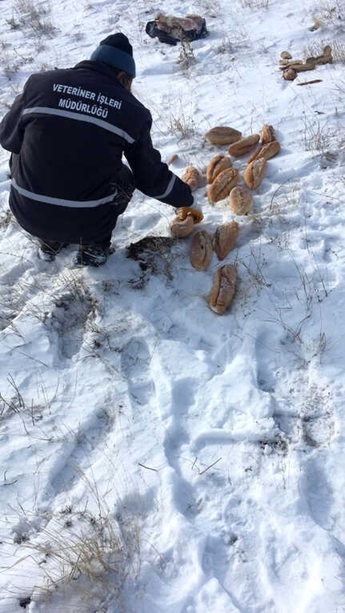 Kırşehir\'de Sokak Hayvanları İçin Doğaya Yem Bırakıldı