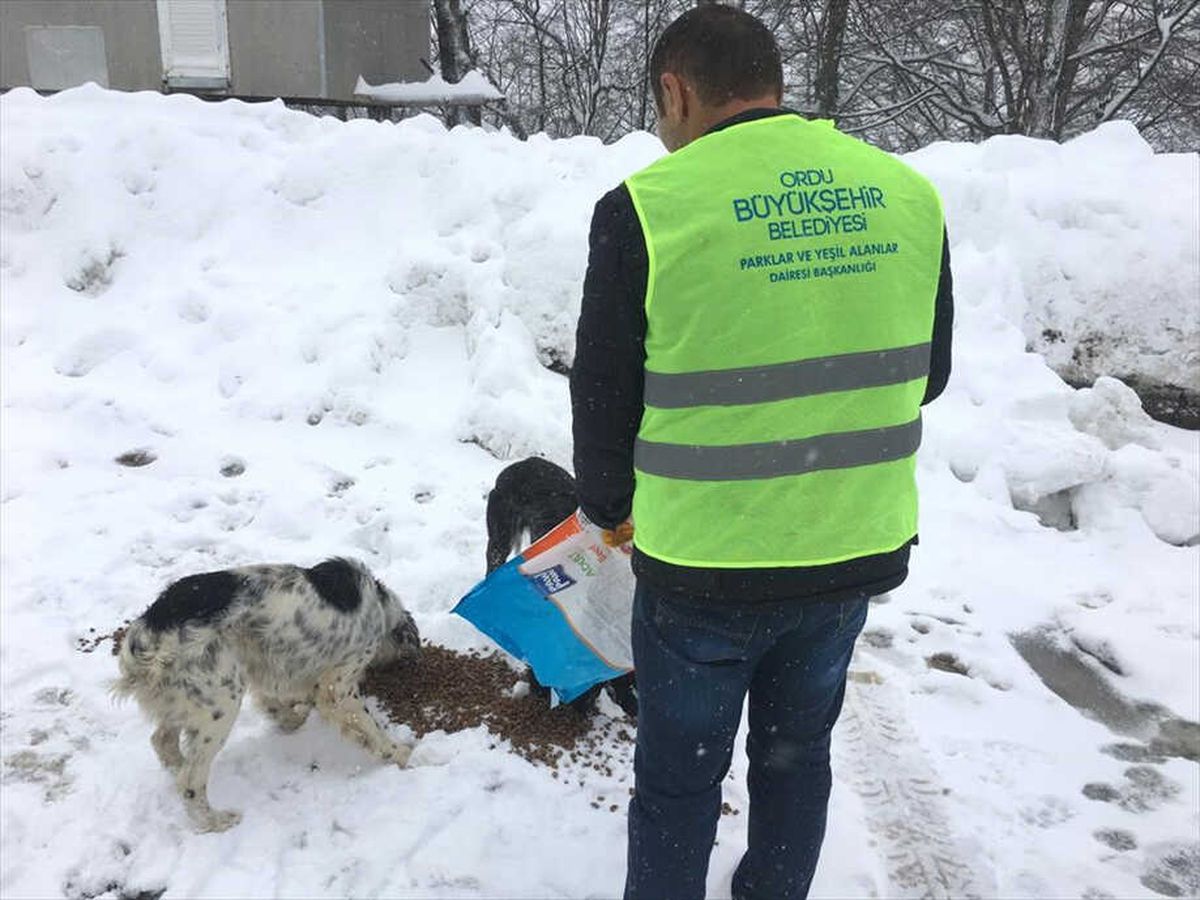 Sahipsiz Köpeklere Şefkat Eli