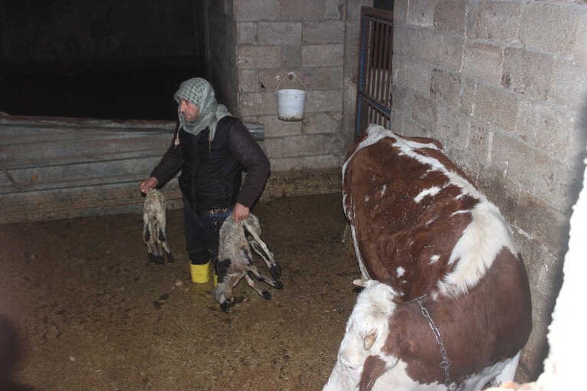 Siverek\'te Ahırı Su Bastı, Hayvanlar Telef Oldu