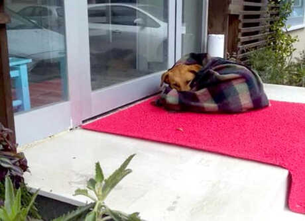 Sokak Köpeğini Battaniyeye Sarıp Isıttılar