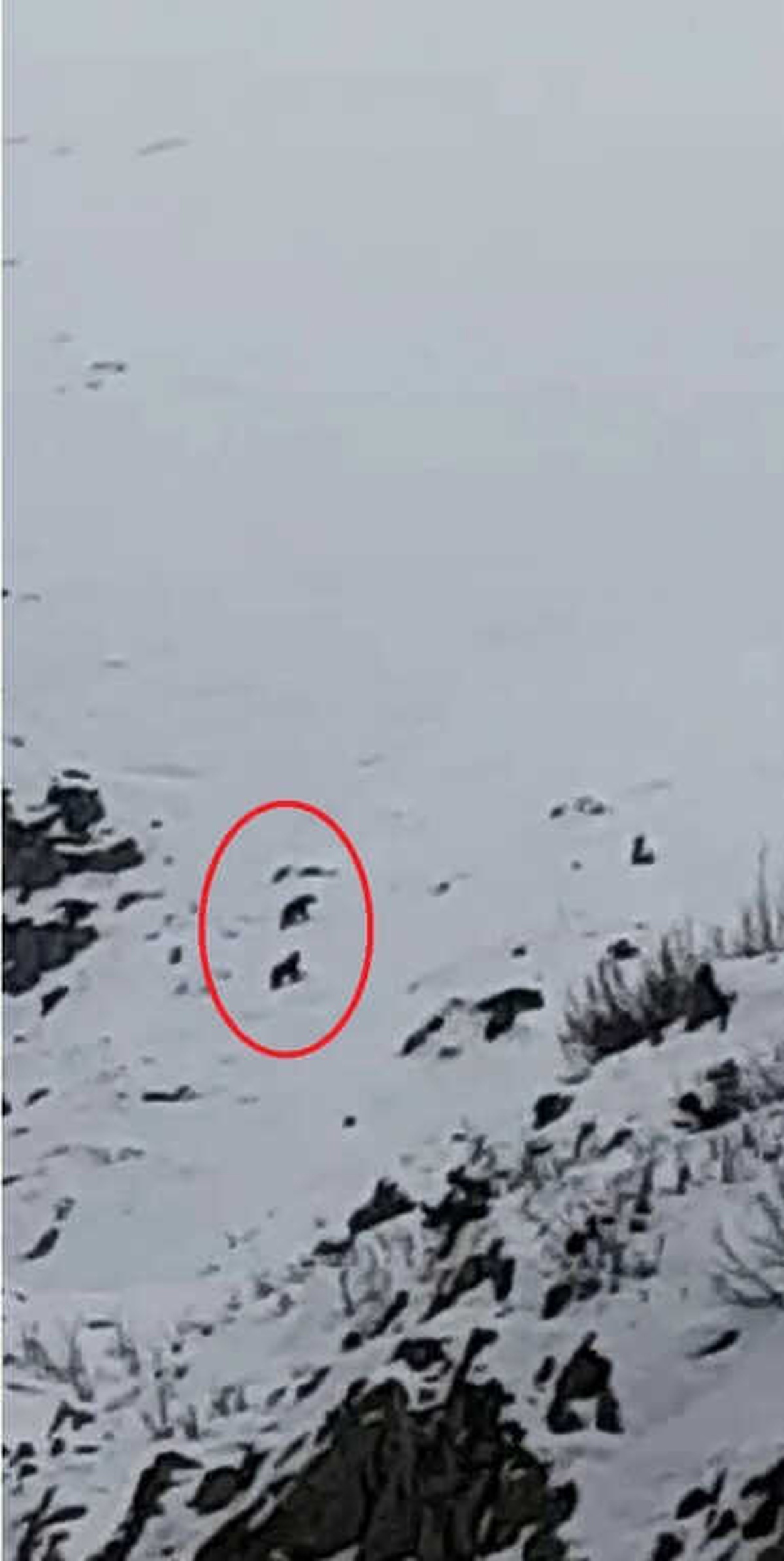 Uludağ\'da Dağcılar Kış Uykusuna Yatmayan Ayıları Görüntüledi