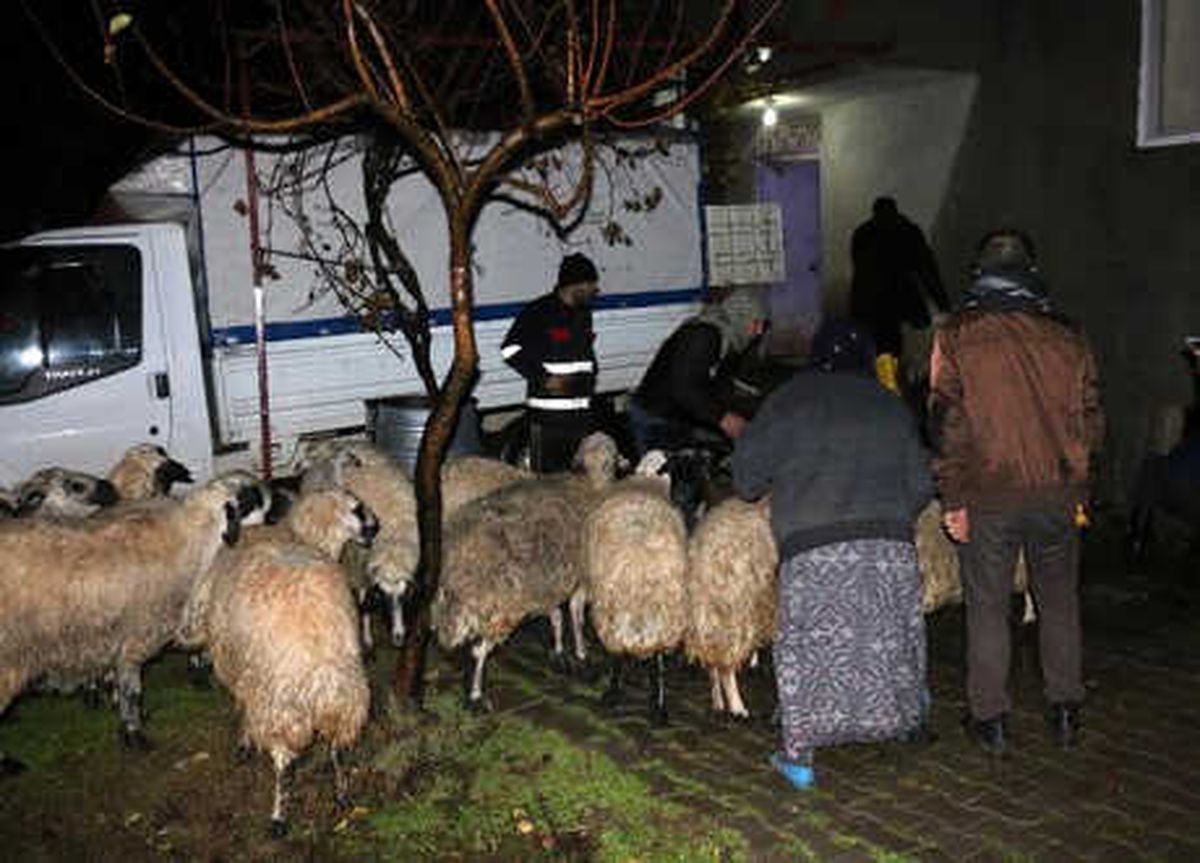 Yağmur Suyu Dolan Ahırdaki Hayvanlar Telef Oldu