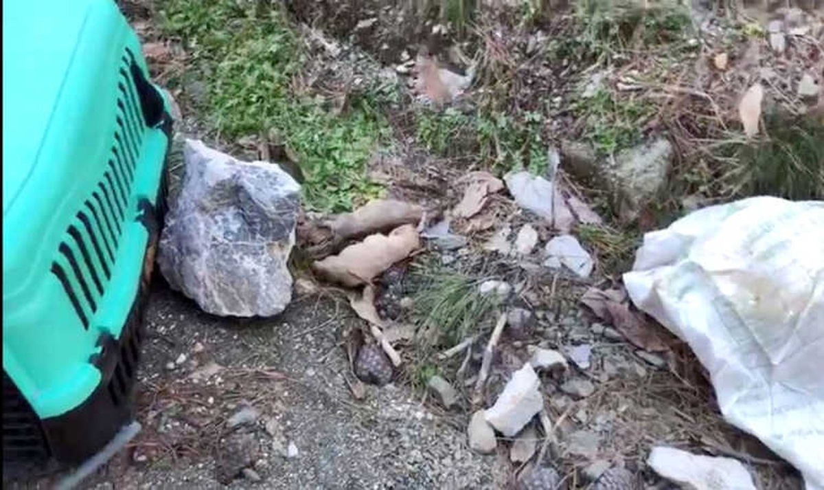 Yaklaşık 30 Sokak Köpeğini Soğukta Ölüme Terk Ettiler