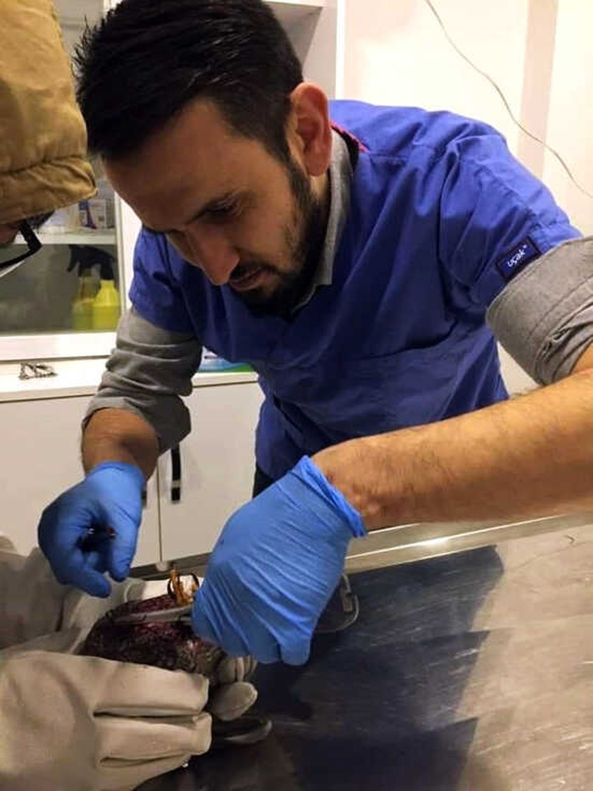 Yaralı Halde Bulunan Atmaca Tedavi Edildi