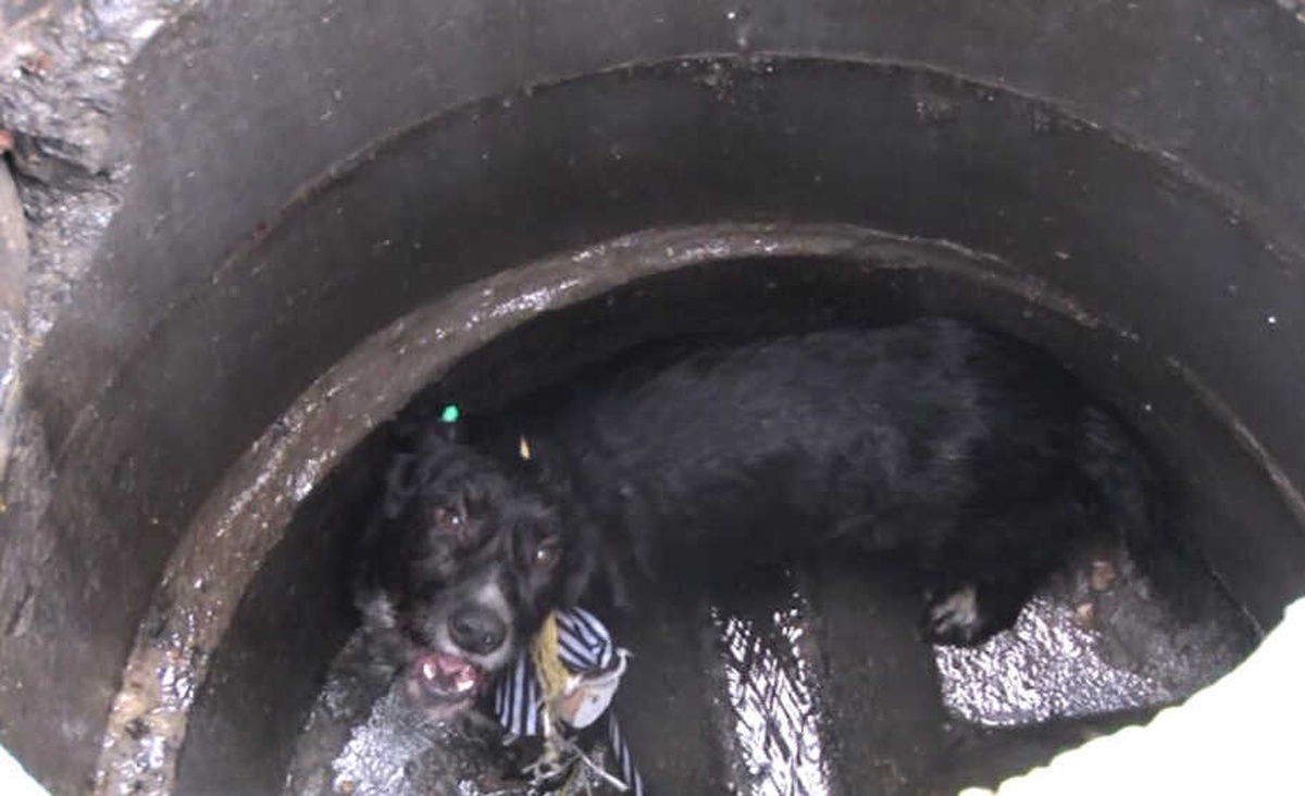 Foseptik Çukuruna Atılan Köpeği İtfaiye Ekipleri Kurtardı