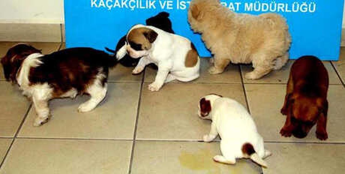 Kapıkule\'de Yurda Kaçak Sokulmak İstenen 20 Köpek Ele Geçirildi