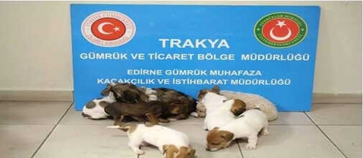 Kapıkule\'de Yurda Kaçak Sokulmak İstenen 20 Yavru Köpek Bulundu