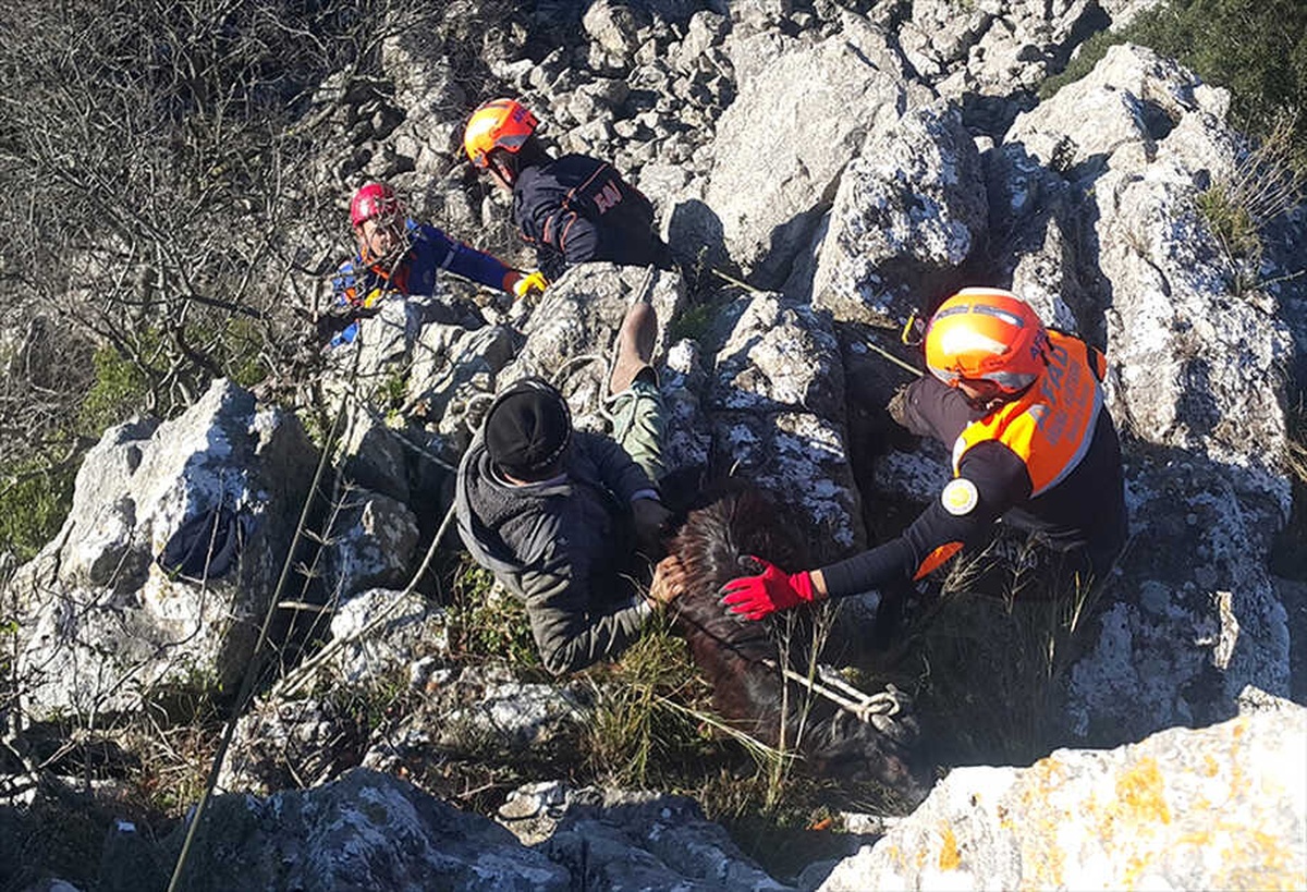 Kayalıklarda Mahsur Kalan Keçileri Afad Kurtardı