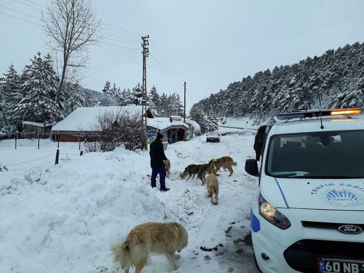 Niksar\'da Zabıta Ekipleri Doğaya Yiyecek Bıraktı