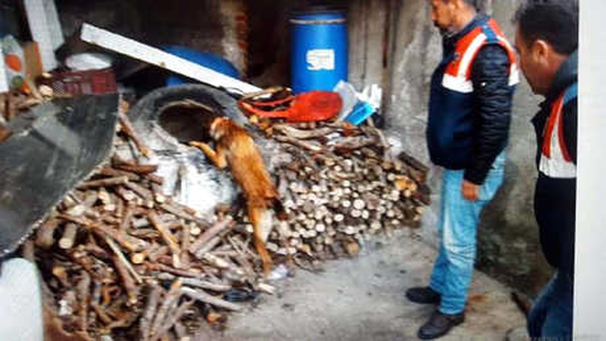 Odunluktaki Uyuşturucuyu \'Cadı\' ve \'Mark\' Buldu