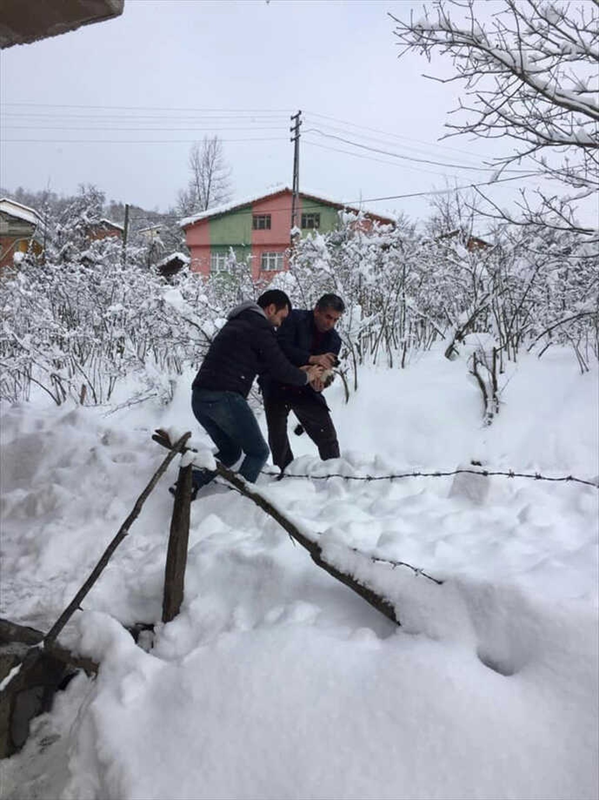 Soğuktan Donmak Üzere Olan Köpek Yavruları Kurtarıldı