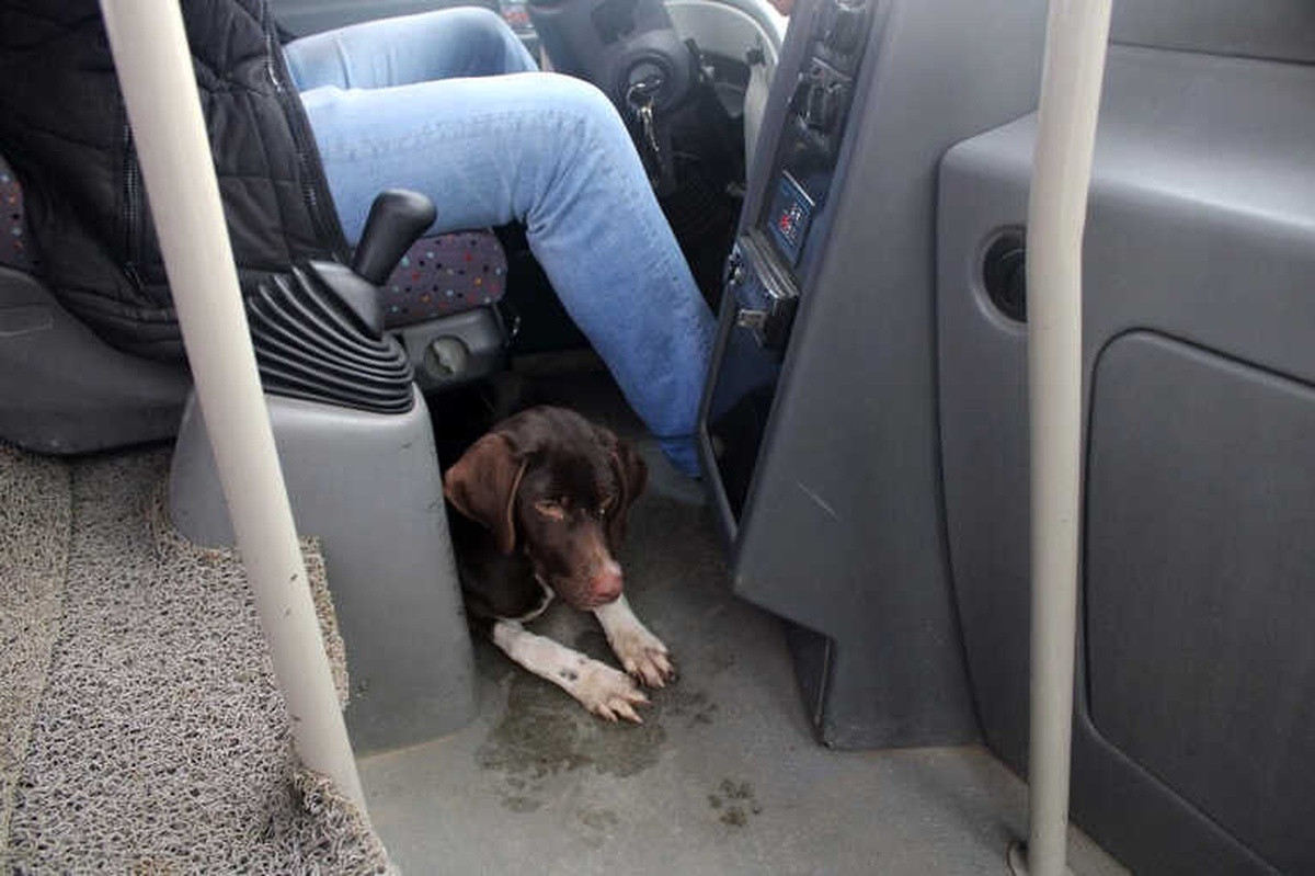Soğuktan Üşüyen Köpek Dolmuşa Sığındı