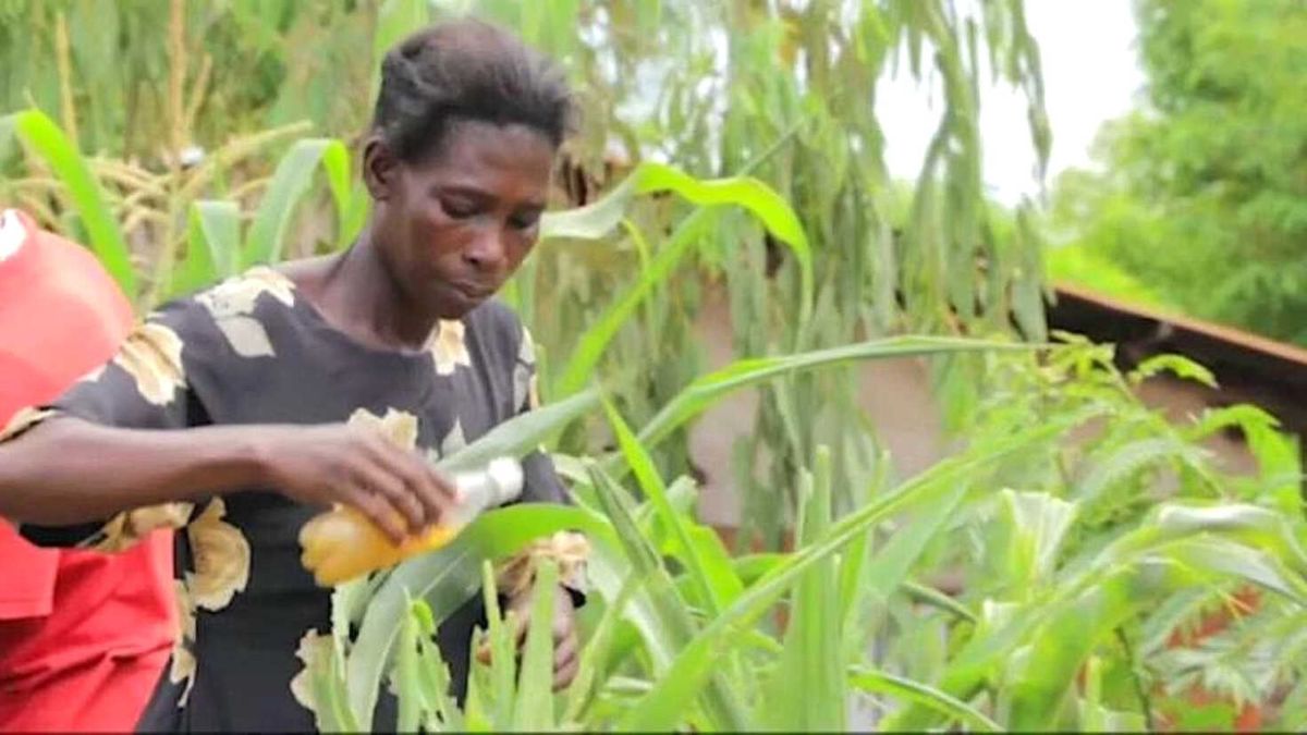 Video | Malawili Çiftçiler Tarlalarını İstila Eden Tırtıllara Karşı Kendi Yöntemini Geliştirdi