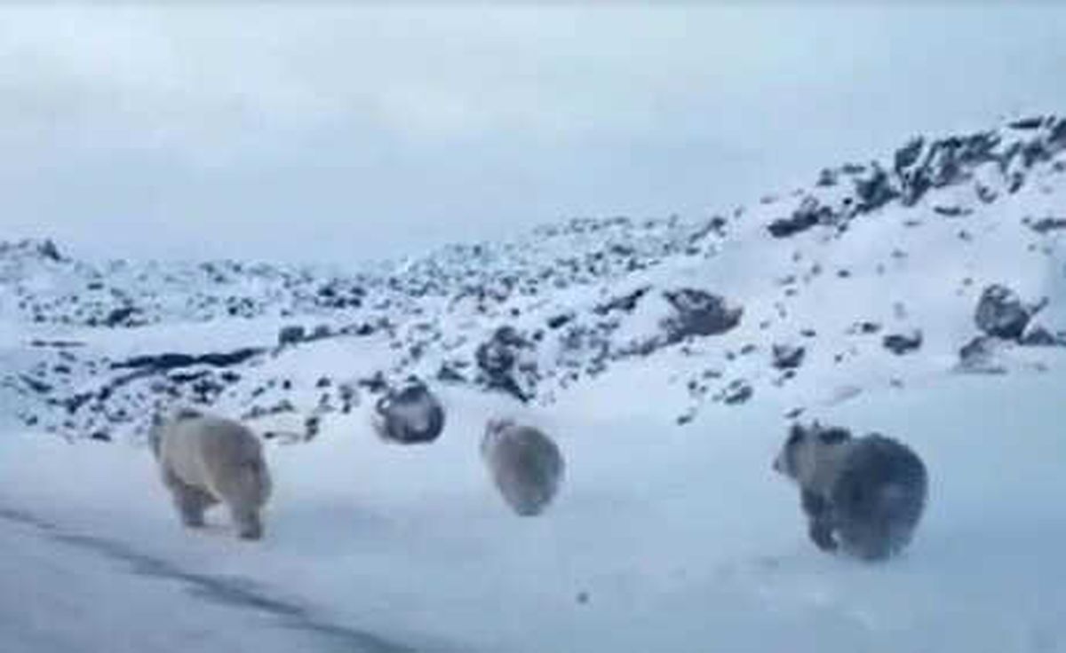 Yola İnen Ayıları Görüntüledi