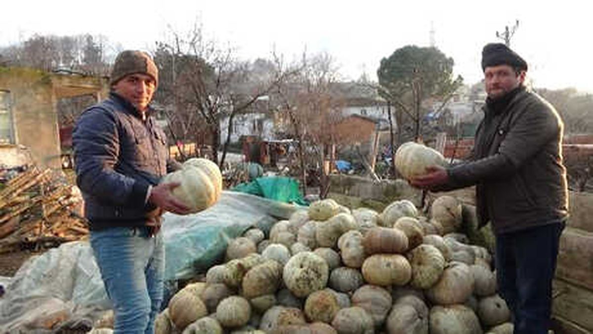 Bayramiç\'te Bal Kabağı Üreticisinin Yüzü Güldü