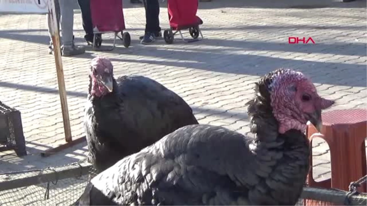 Çanakkale Yılbaşına Özel Yetiştirdiği Hindileri Satıyor