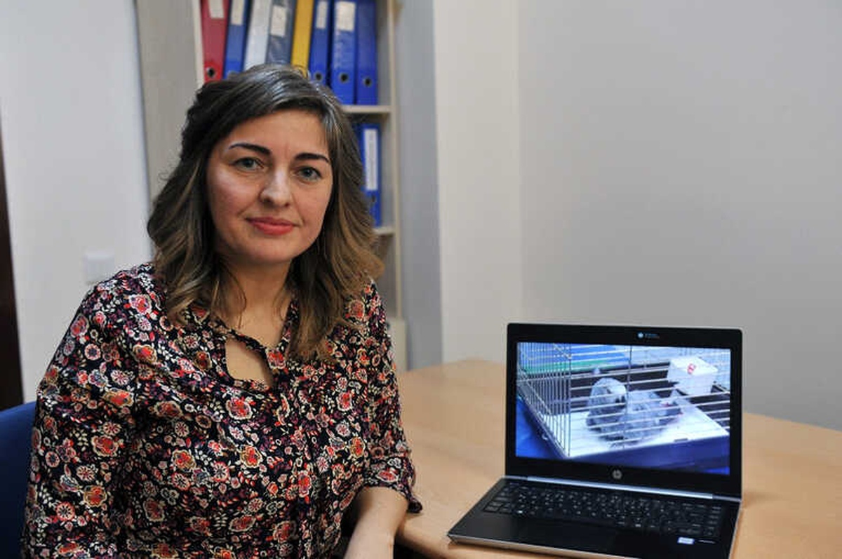 İşkenceyle Ölen Papağanın Soyu Tükenmek Üzere