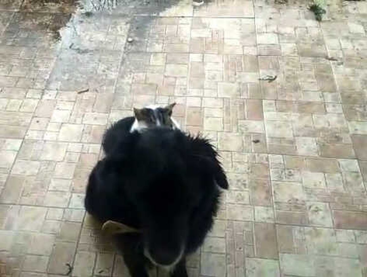 Kedi ile Köpeğin İlginç Dostluğu