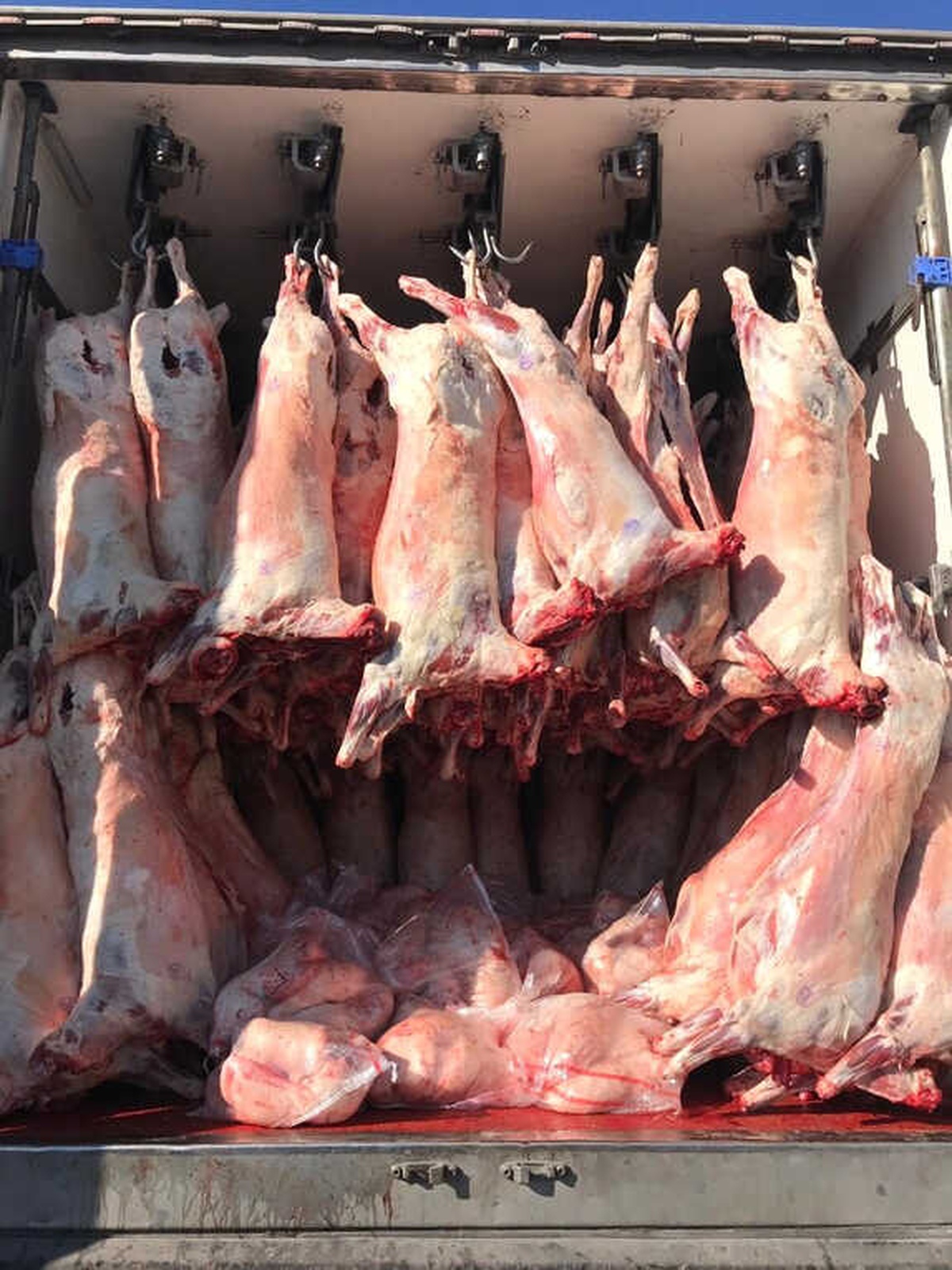 Konya\'da Jandarma 12 Ton Kaçak Et Ele Geçirdi