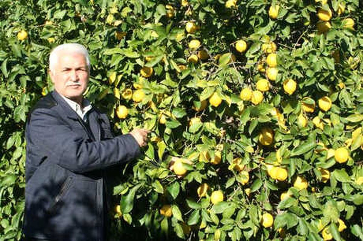 Mersin\'de Limon Dalında Kaldı