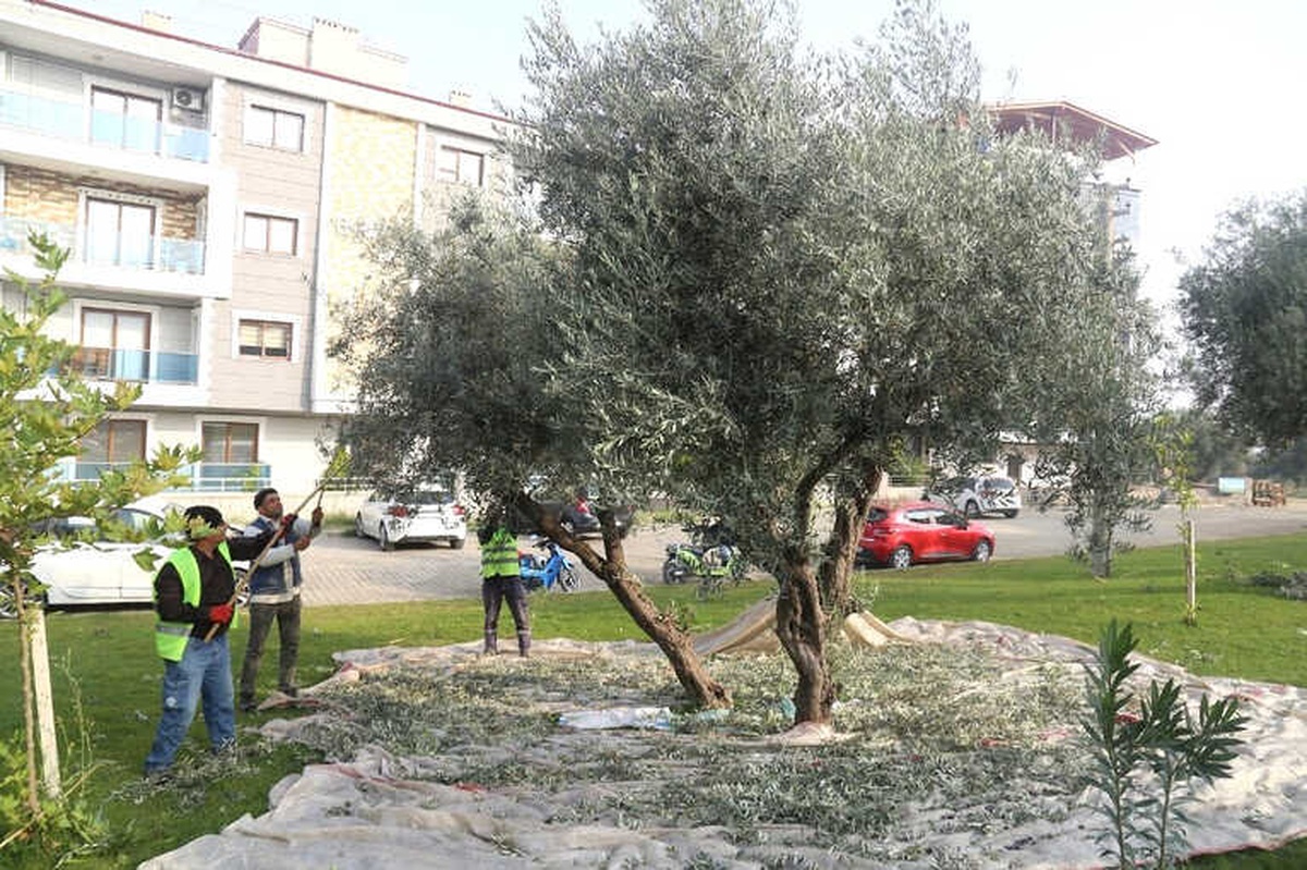 Parklardaki Zeytin Ağaçları İhtiyaç Sahiplerinin Sofrasını Lezzetlendirecek