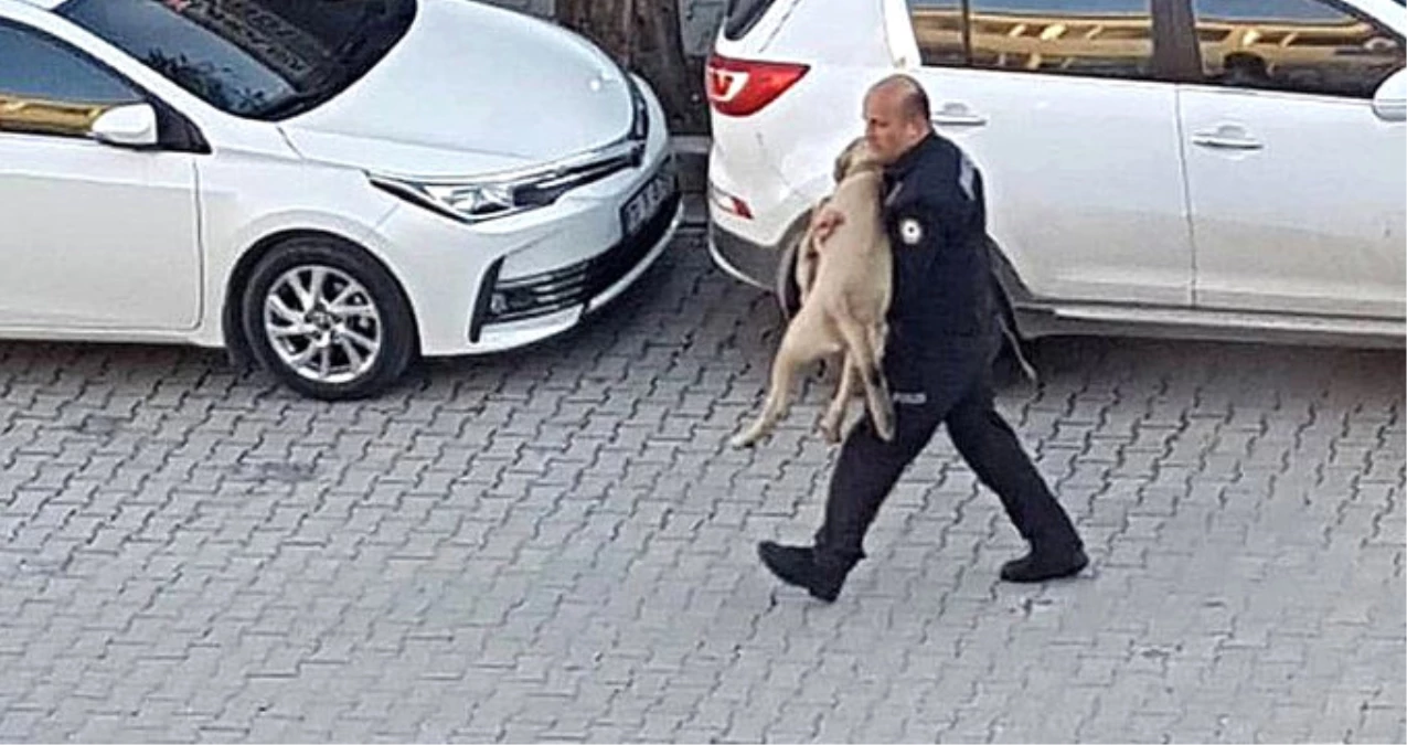 Polis Memuru, Otomobilin Çarptığı Yaralı Köpeği Veteriner Kliniğine Kadar Kucağında Taşıdı
