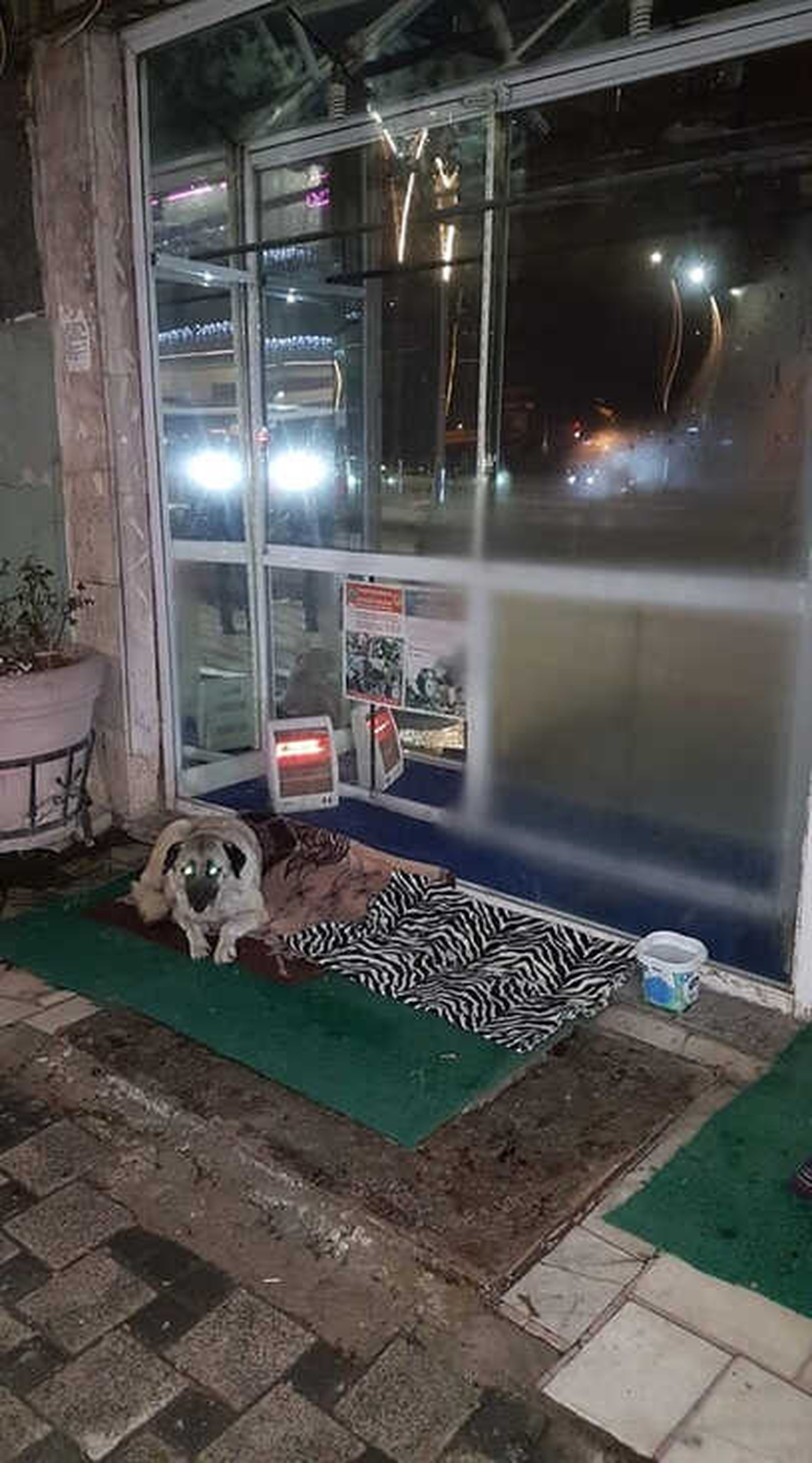 Sokak Köpeği Üşümesin Diye Elektrikli Isıtıcı Koydu