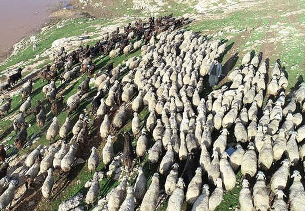 300 Koyun Projesi 2019\'da tamamlanacak