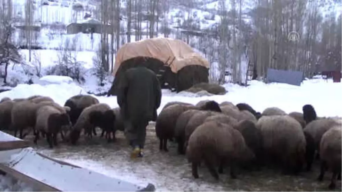 Besicilerin Soğuk Havada Mesaisi