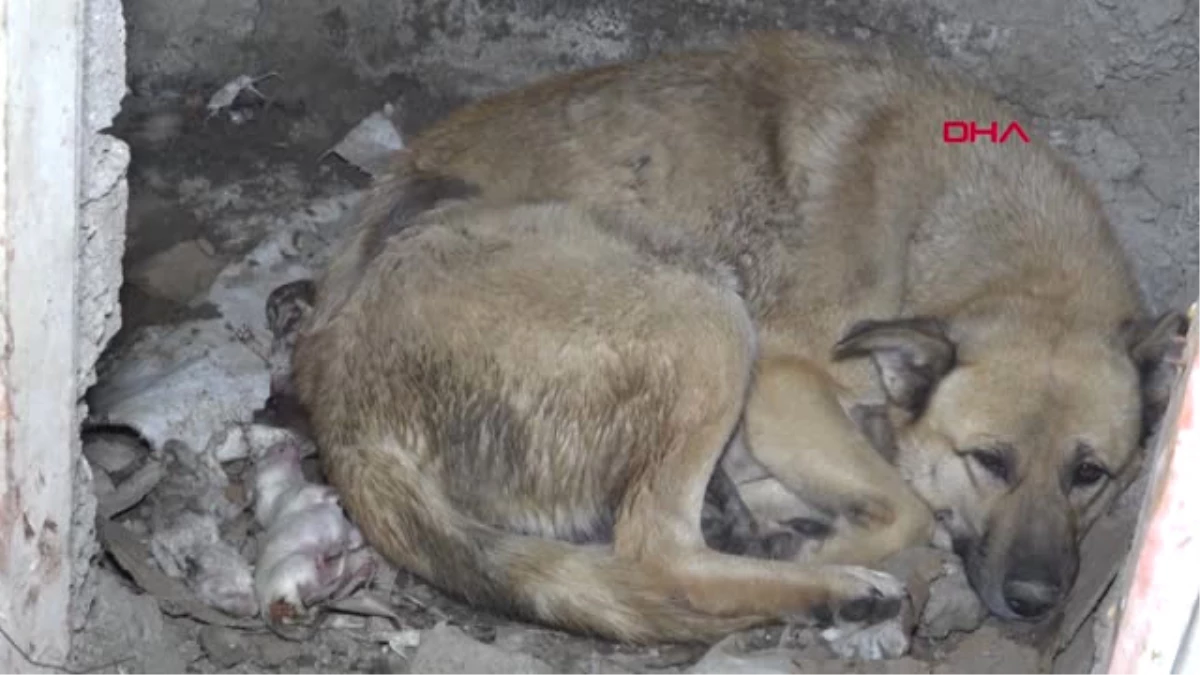 Hakkari Köpek ve Yeni Doğan 3 Yavrusu Donmaktan Kurtarıldı