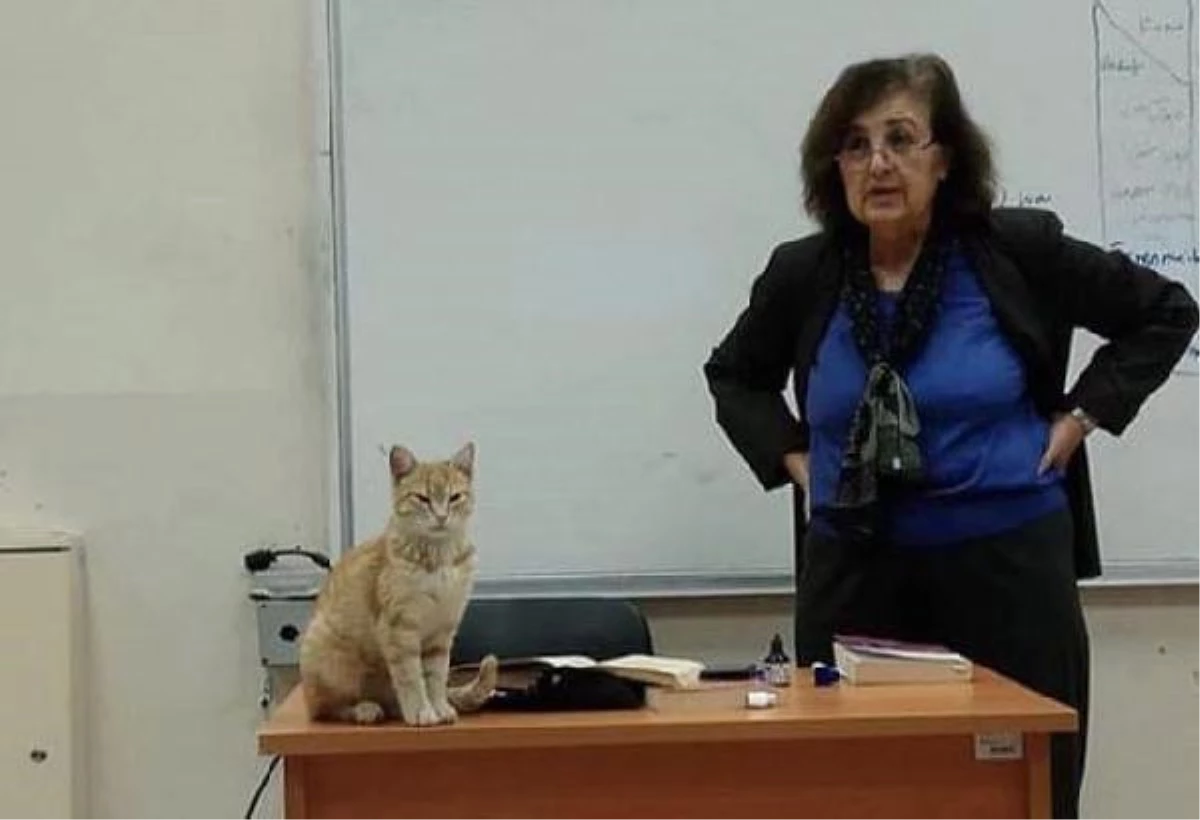 Karabük Üniversitesi\'nde Kedi Sevgisi