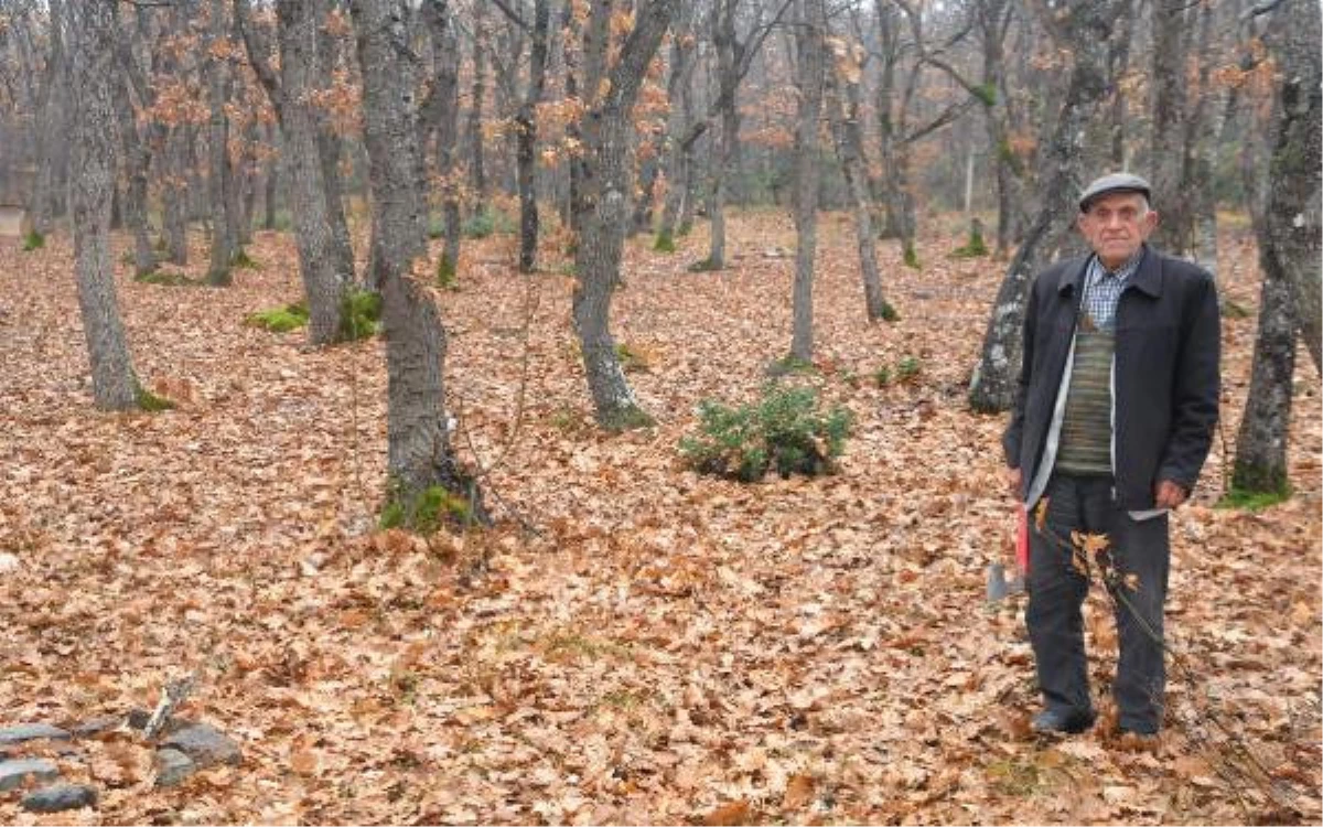 Orman Askeri\' 94 Yaşında Hala Ormanları Koruyor