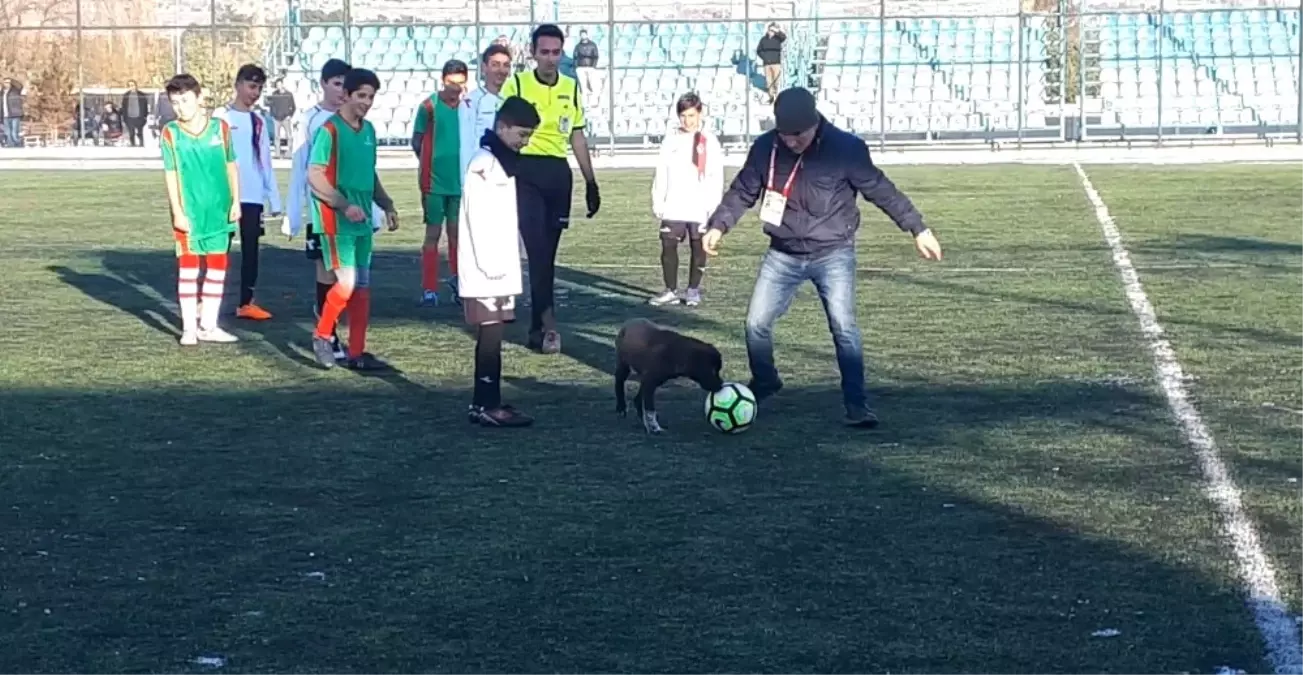 Sahaya Giren Köpek Ortalığı Birbirine Kattı