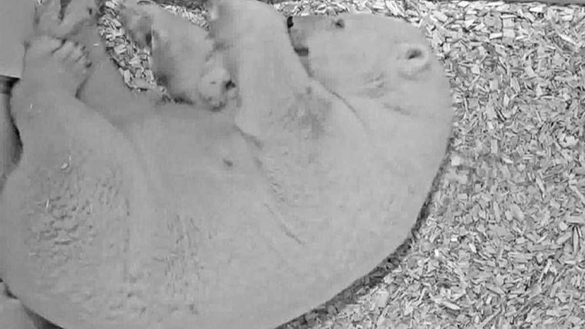 Video | Berlin Hayvanat Bahçesi: 28 Günlük Kutup Ayısının İlk Görüntüleri Yayınlandı
