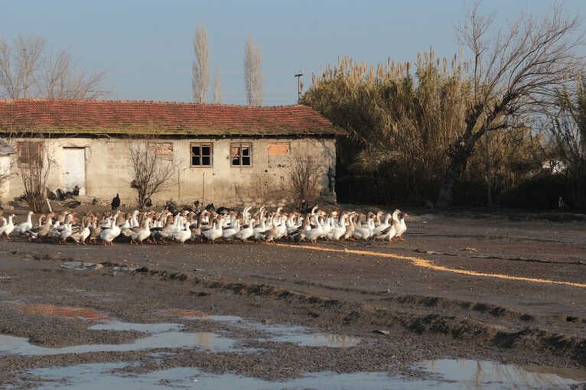 Yılbaşında Hindi Etinin Yerini Kaz Eti Alacak