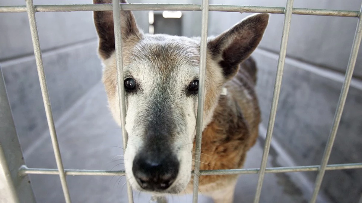 ABD\'nin California Eyaletinde Pet Shop\'lar Sadece \'Kurtarılmış\' Hayvanları Satabilecek
