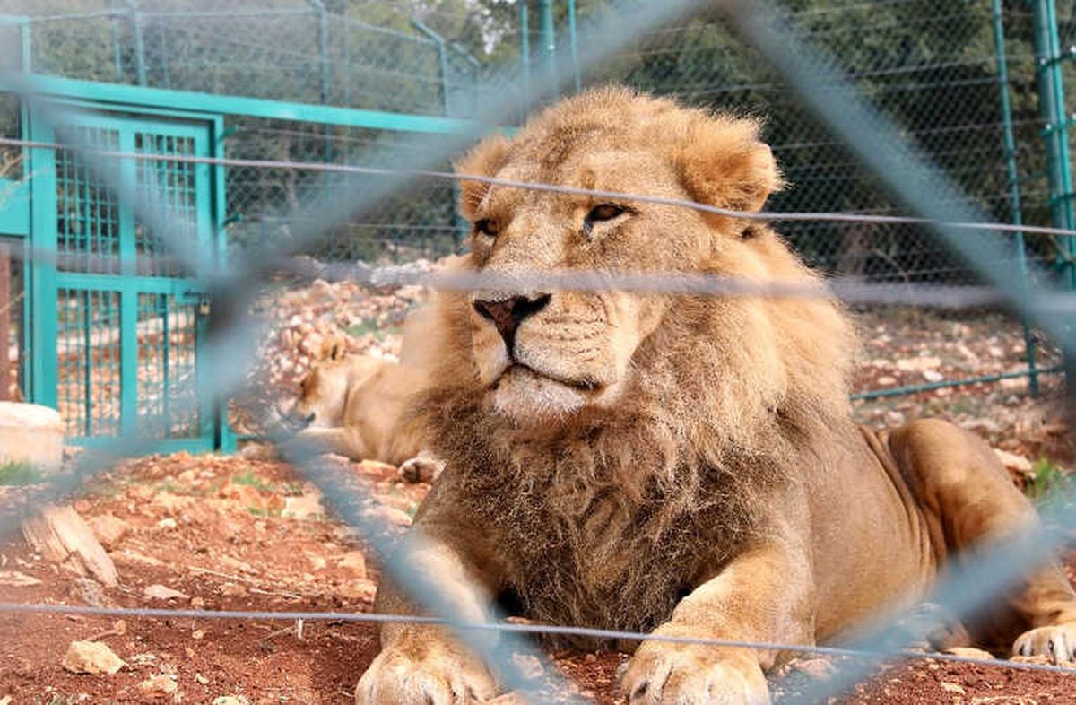 Kafesinden Kaçan Aslan Çalışanı Öldürdü