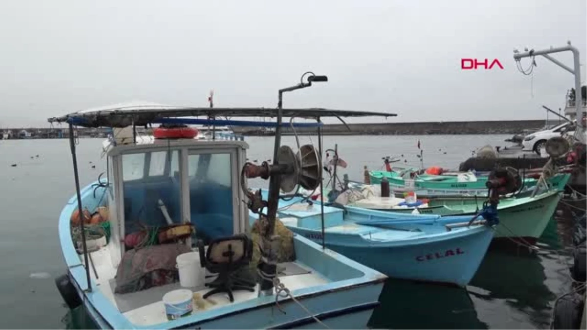 Trabzon Karadeniz\'de Artan Yunus Sayısı Balıkçılığı Tehdit Ediyor