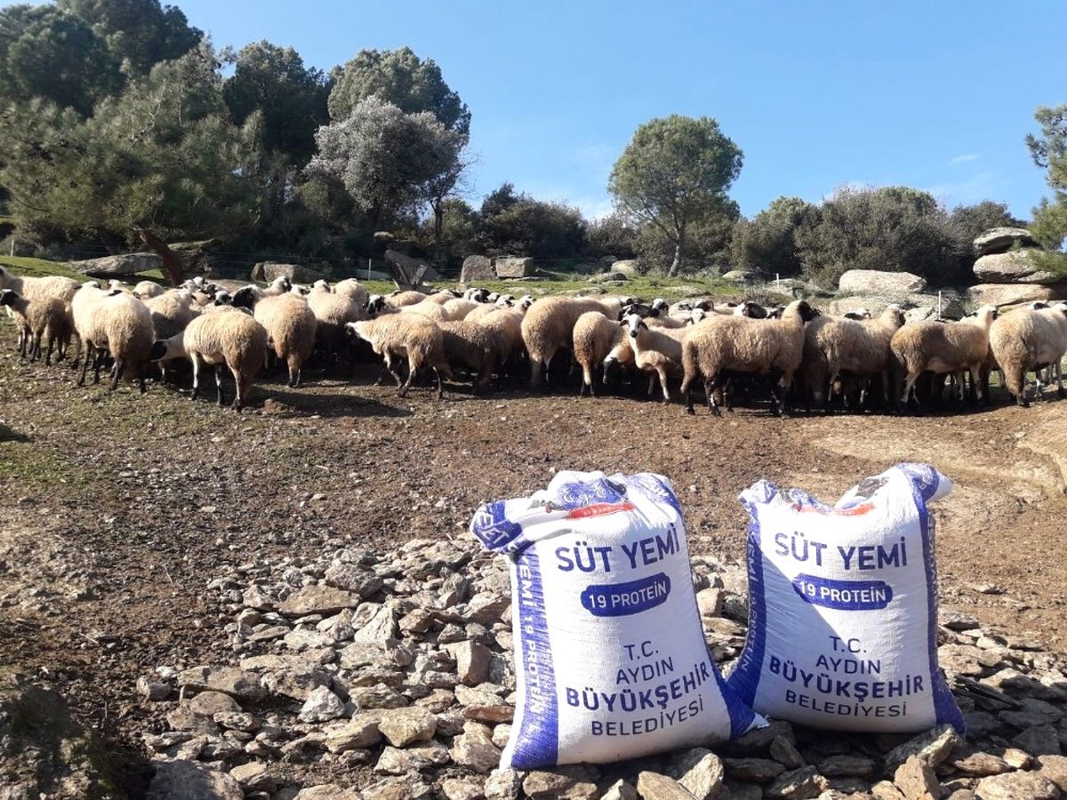 Aydınlı Üreticiye Ekonomik Yem