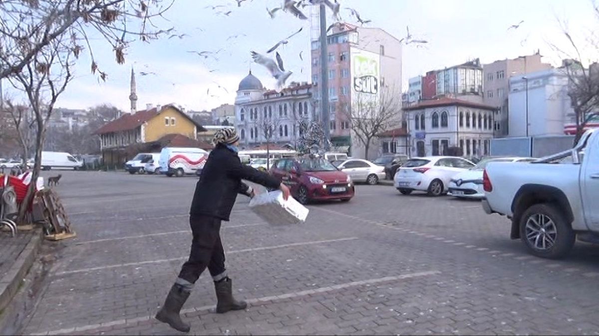 Martıların Balık Kapma Mücadelesi