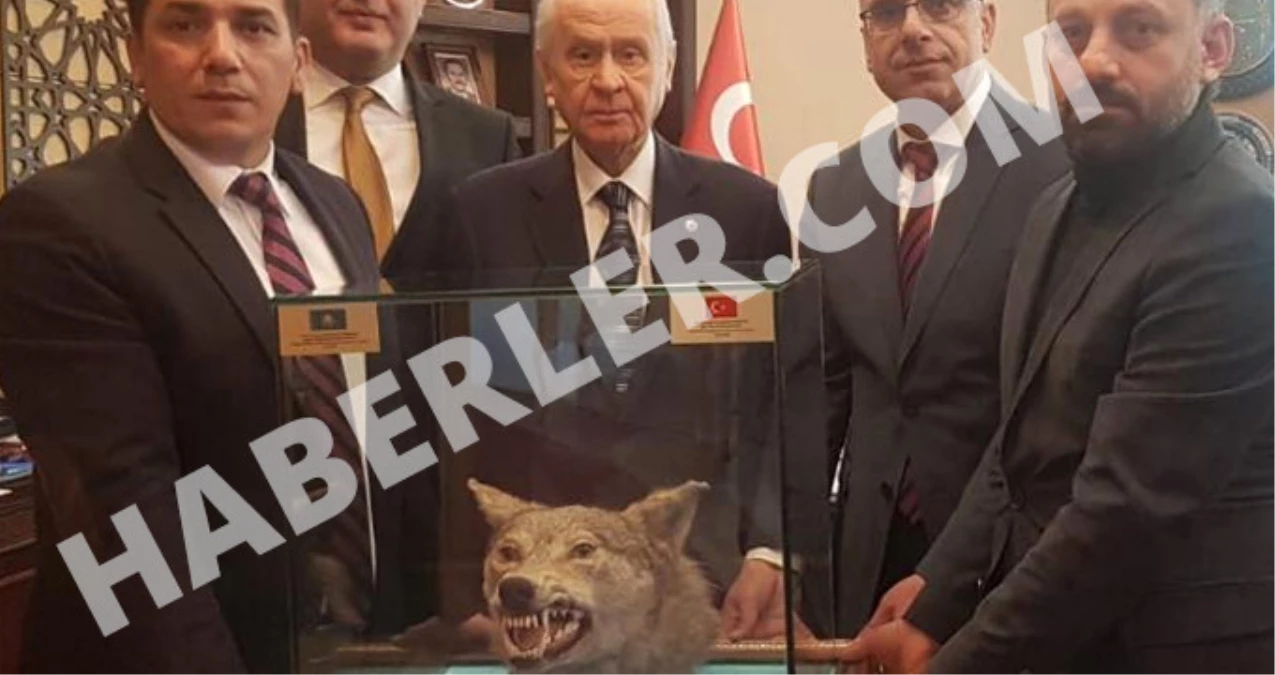 MHP Lideri Devlet Bahçeli\'ye Doğum Gününde Doldurulmuş Kurt Hediye Edildi