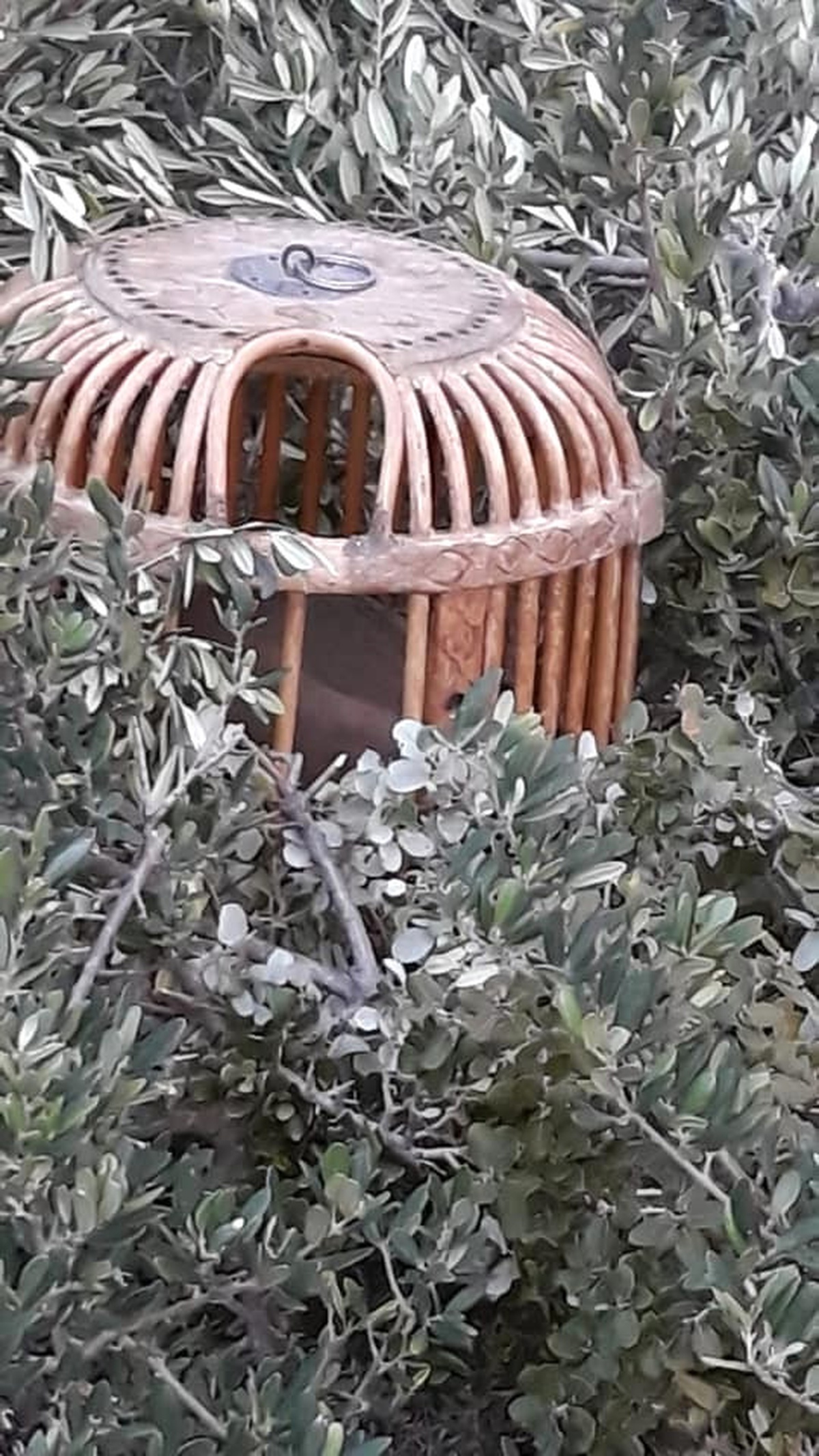 Milli Park\'ta Kaçak Avlanmak İçin Kafesli Tuzak Kuran İki Kişi Yakalandı